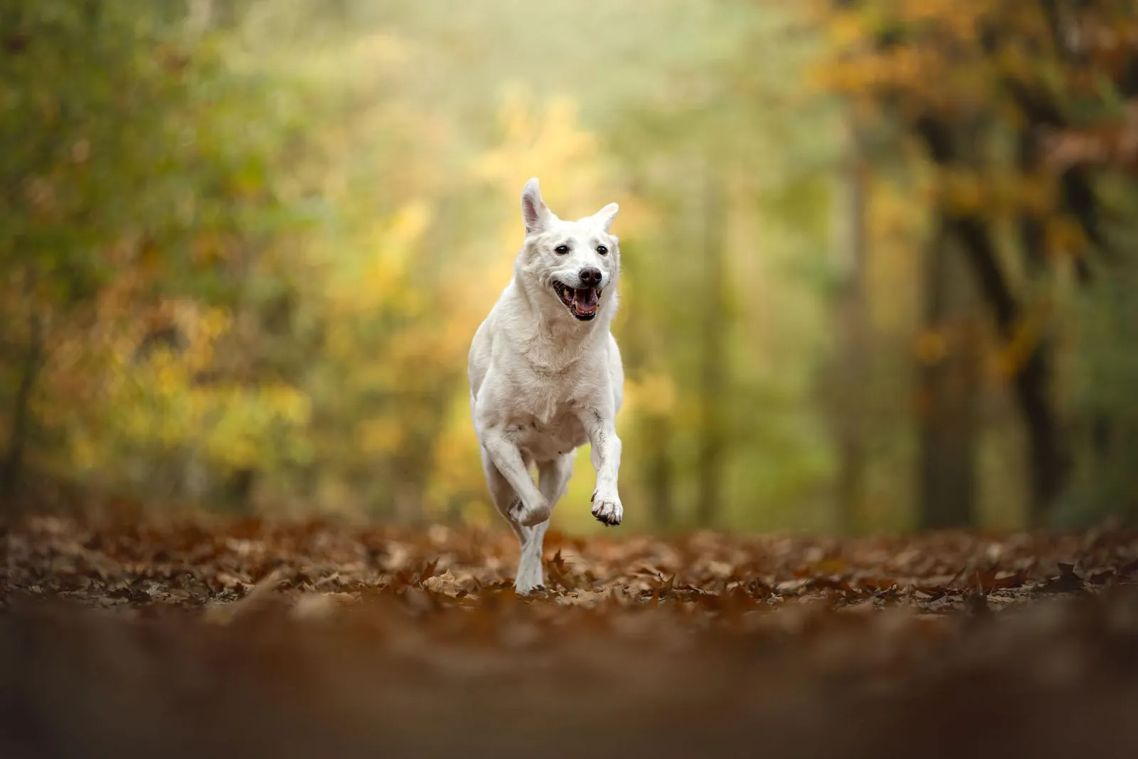 Simone Hervij buiten met haar hond